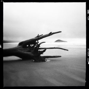 driftwood