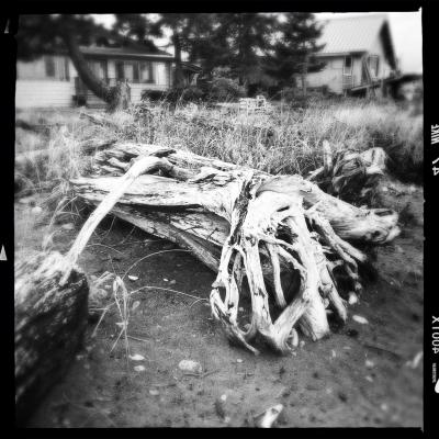 Driftwood 03