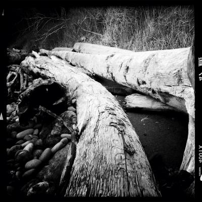 Driftwood 79